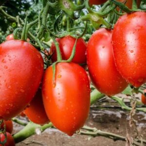 Tomate Amadrama - Caja 10 kg